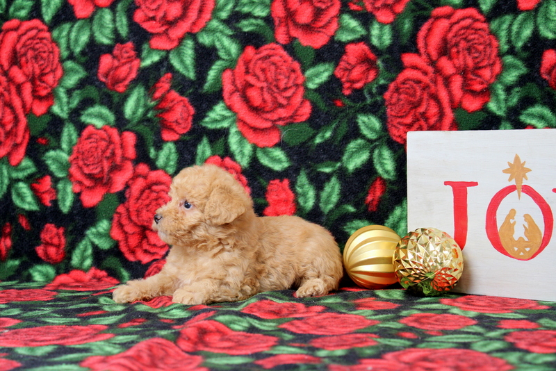 puppy, for, sale, Morkie-Poo, Matthew B. Stoltzfus, dog, breeder, Gap, PA, dog-breeder, puppy-for-sale, forsale, nearby, find, puppyfind, locator, puppylocator, aca